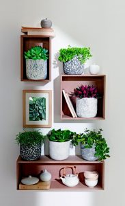 houseplant-display-9